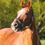Horse Body Language – Flared Nostrils