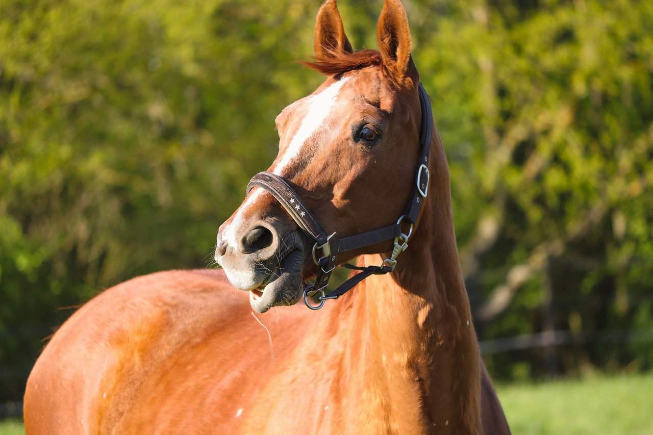 Horse Body Language – Flared Nostrils