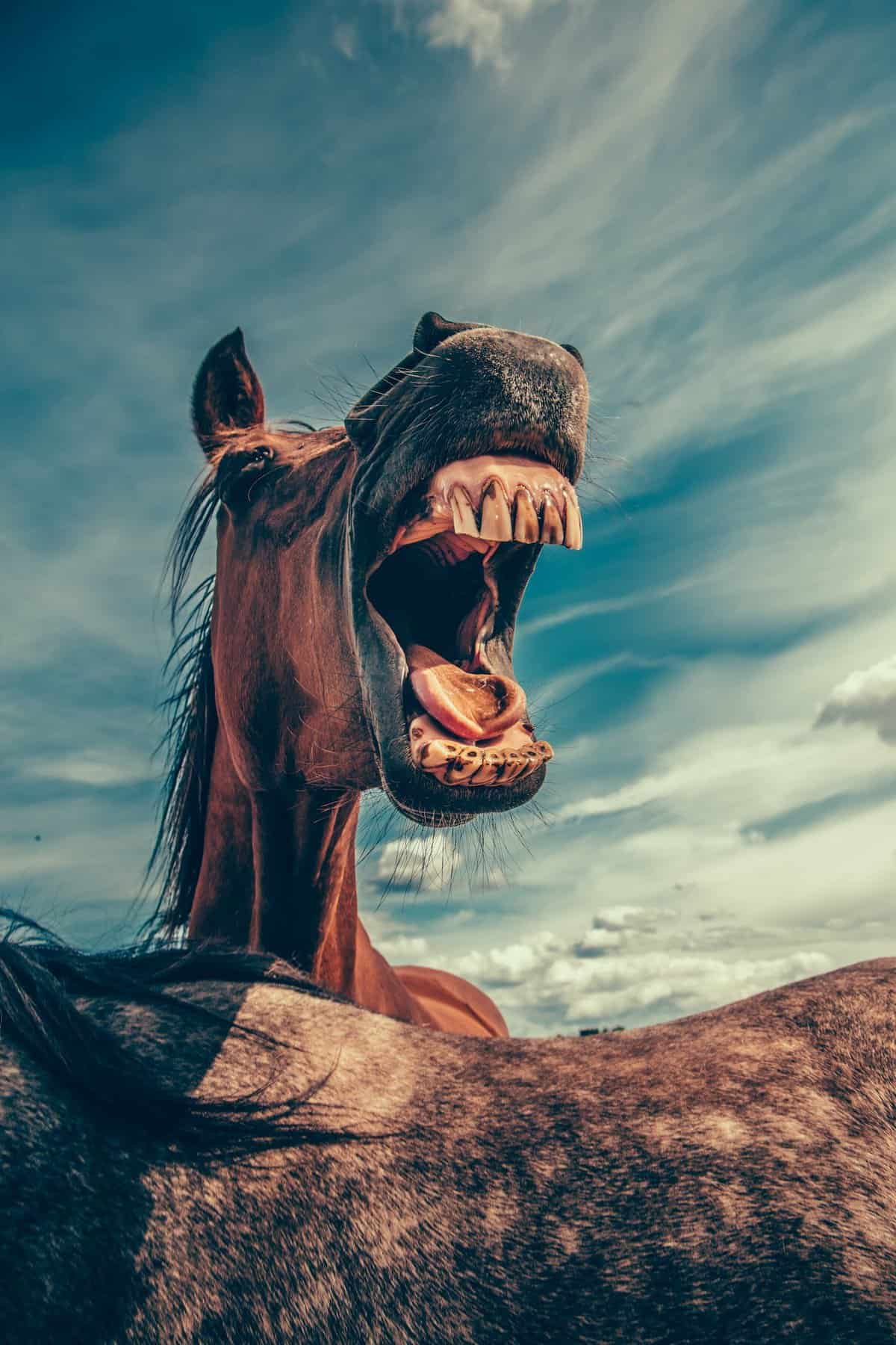 Horse Body Language – Mouth Opened