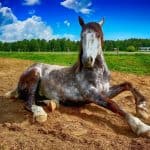 Horse Body Language – Reduced Movement