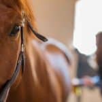 Horse Body Language – Tensed Posture