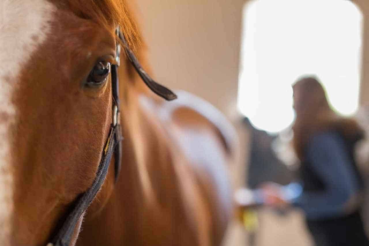Horse Body Language – Tensed Posture