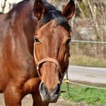 Horse Body Language – What Ears Are Saying
