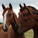 Horse Body Language – What Their Ears Are Saying