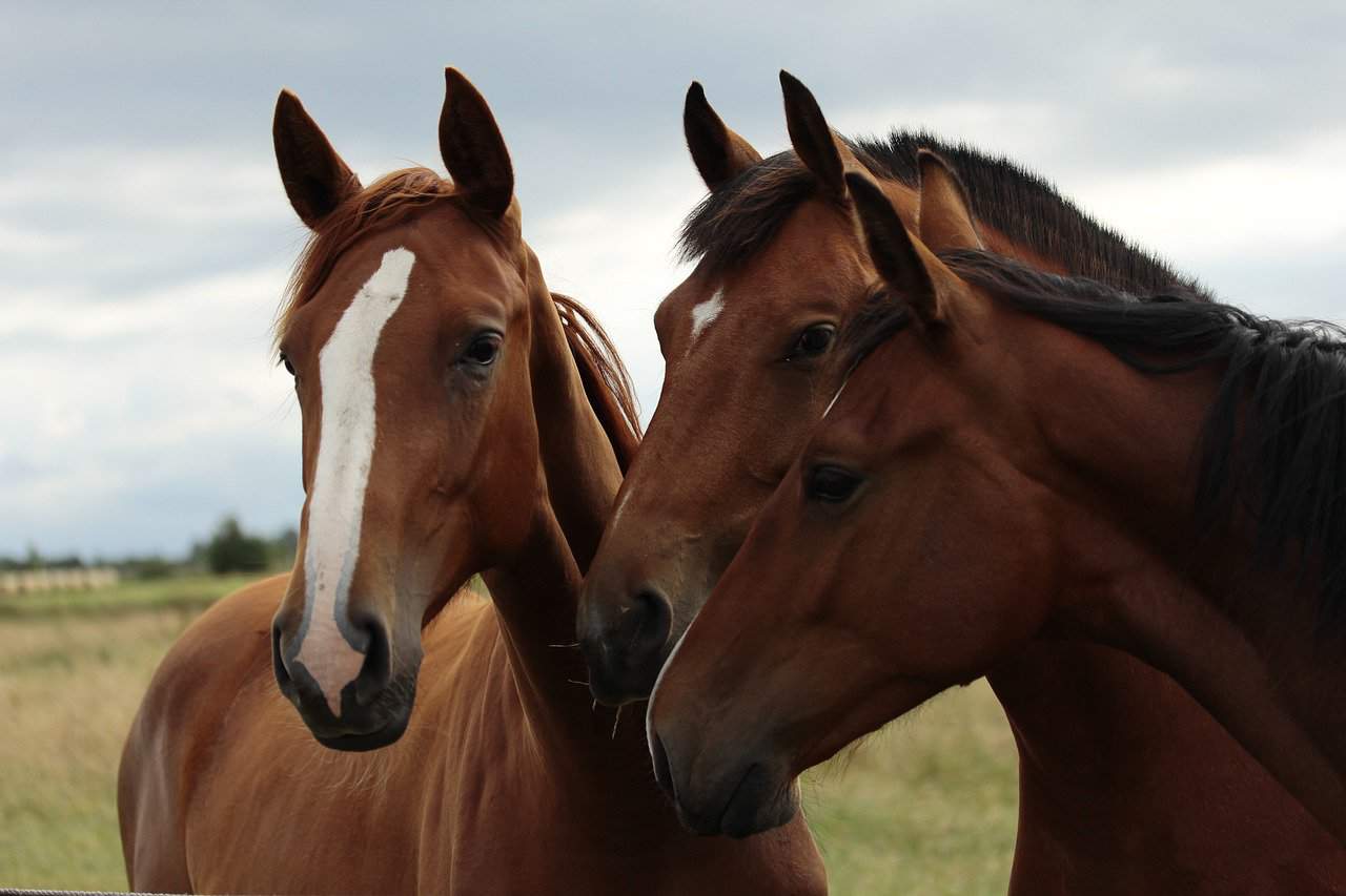 Horse Body Language – What Their Ears Are Saying
