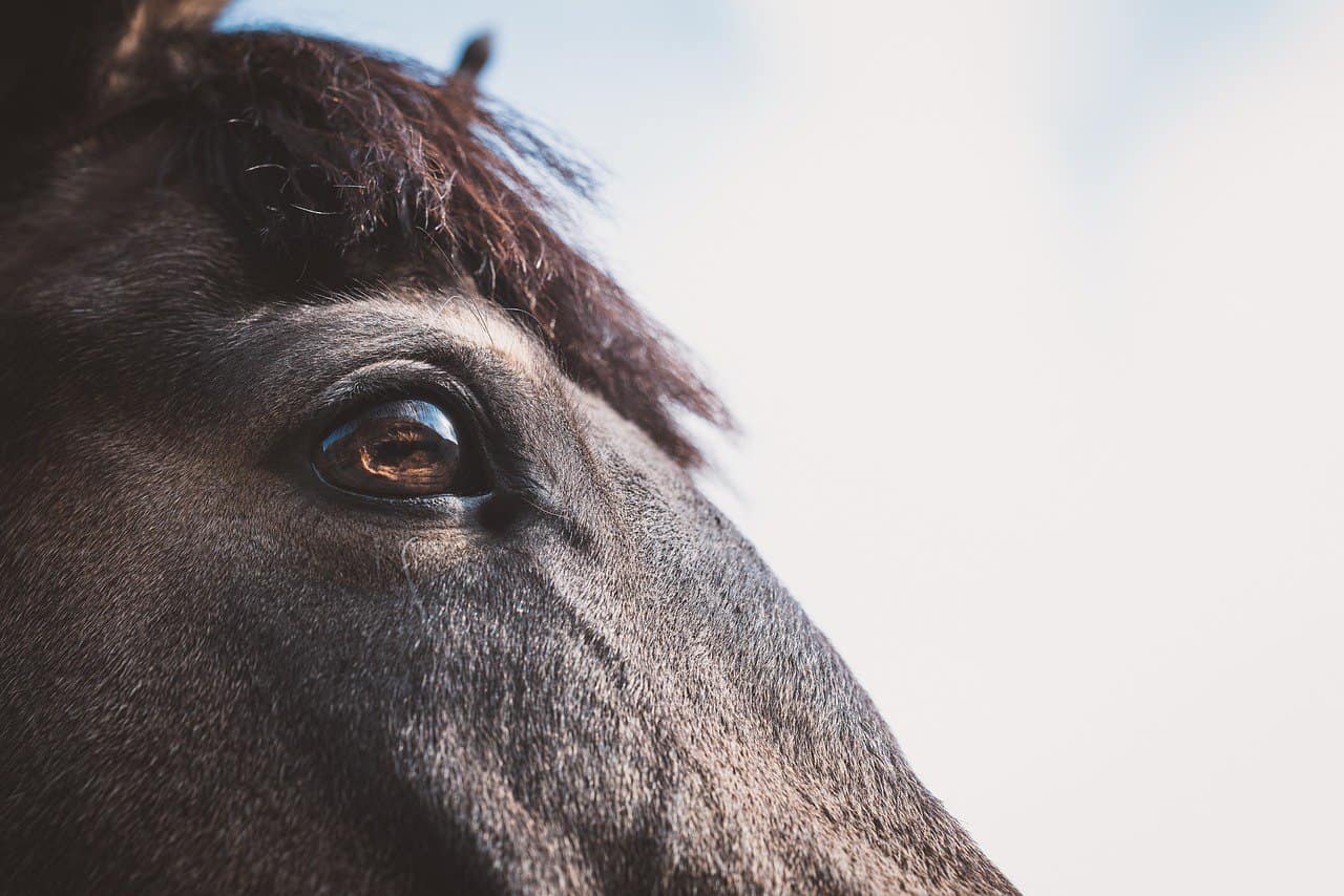 Horse Body Language – What Their Eyes Say