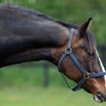 Horse Body Language – What Their Head Movement Says