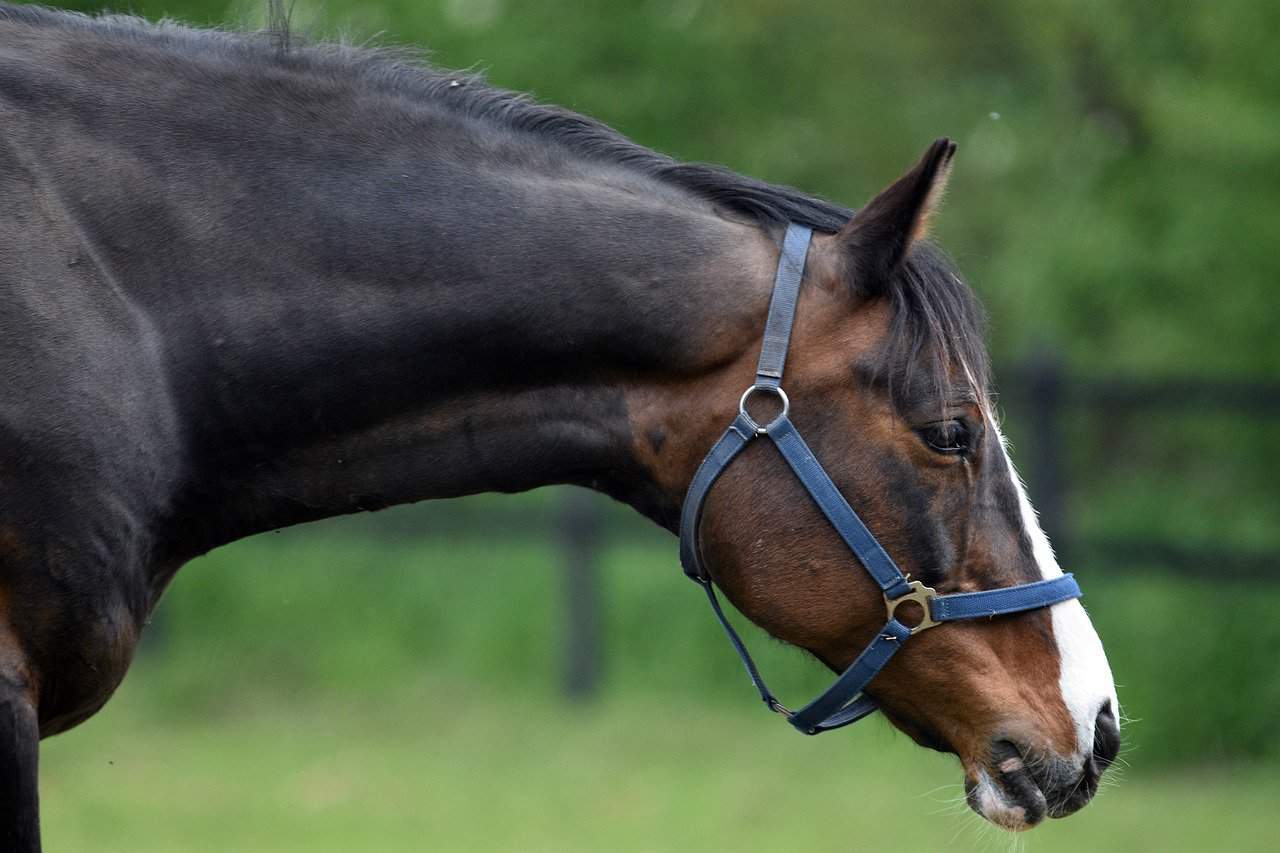 Horse Body Language – What Their Head Movement Says