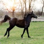 Horse Body Language – What Their Lower Body Says