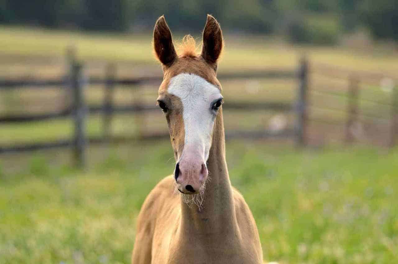 Horse Marking – Bald face
