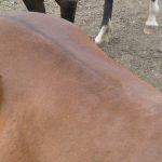 Horse Marking – Dorsal Stripe