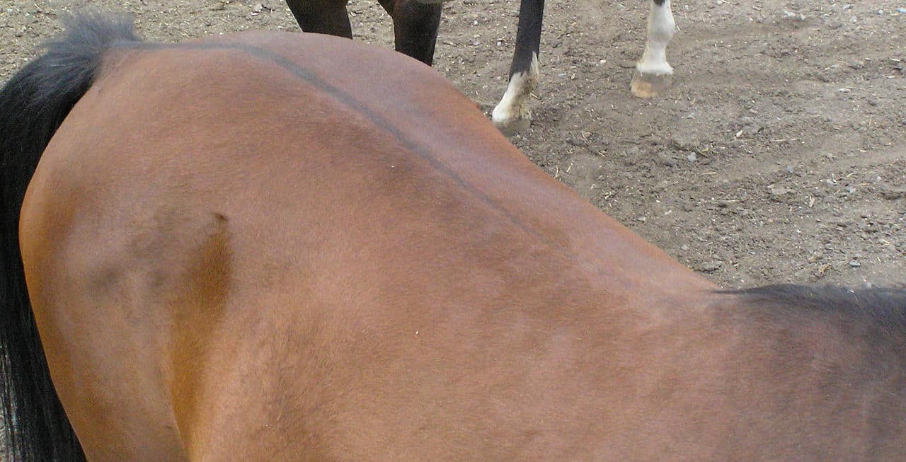 Horse Marking – Dorsal Stripe