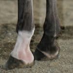 Horse Marking – Pastern
