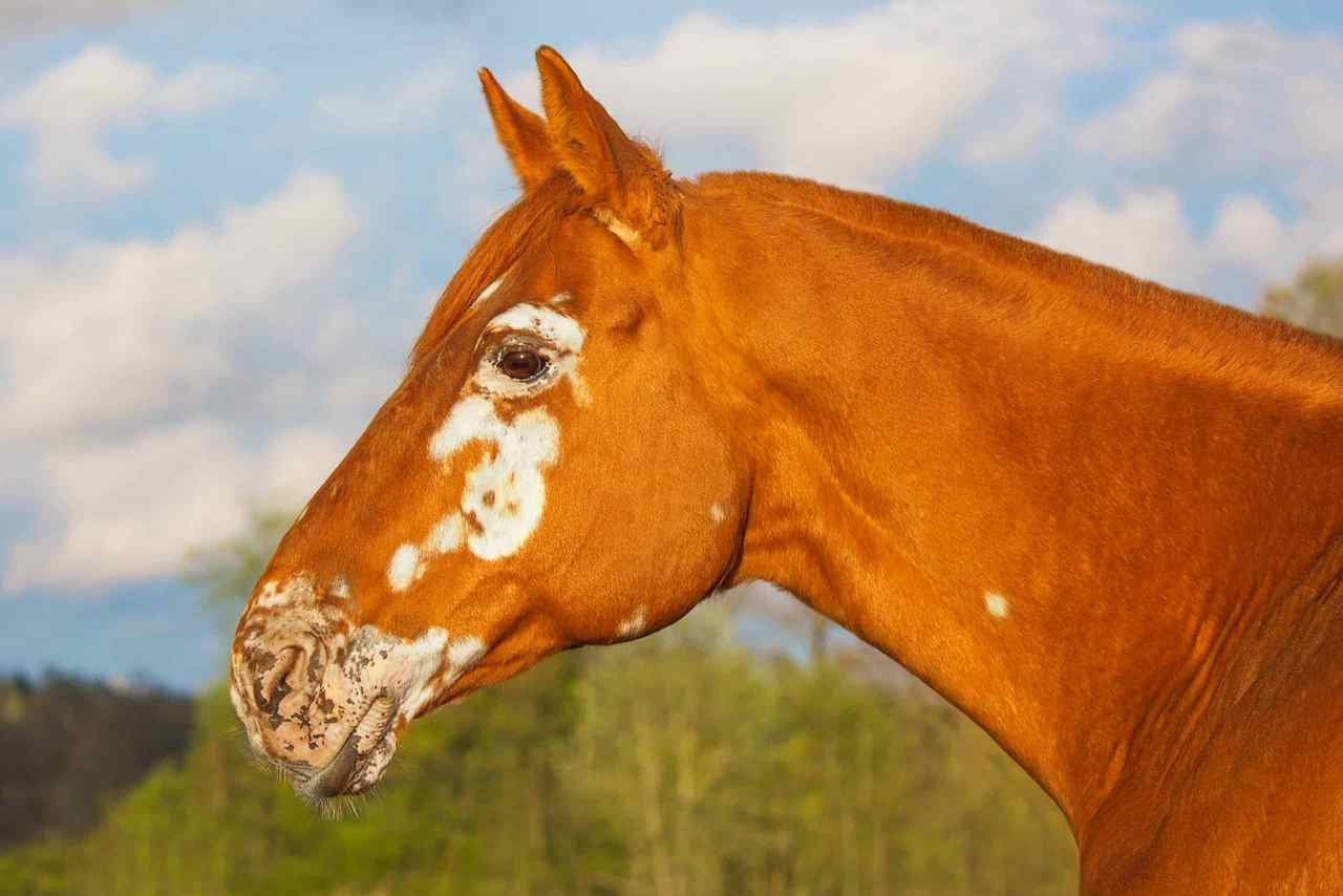 Horse Marking – Spots