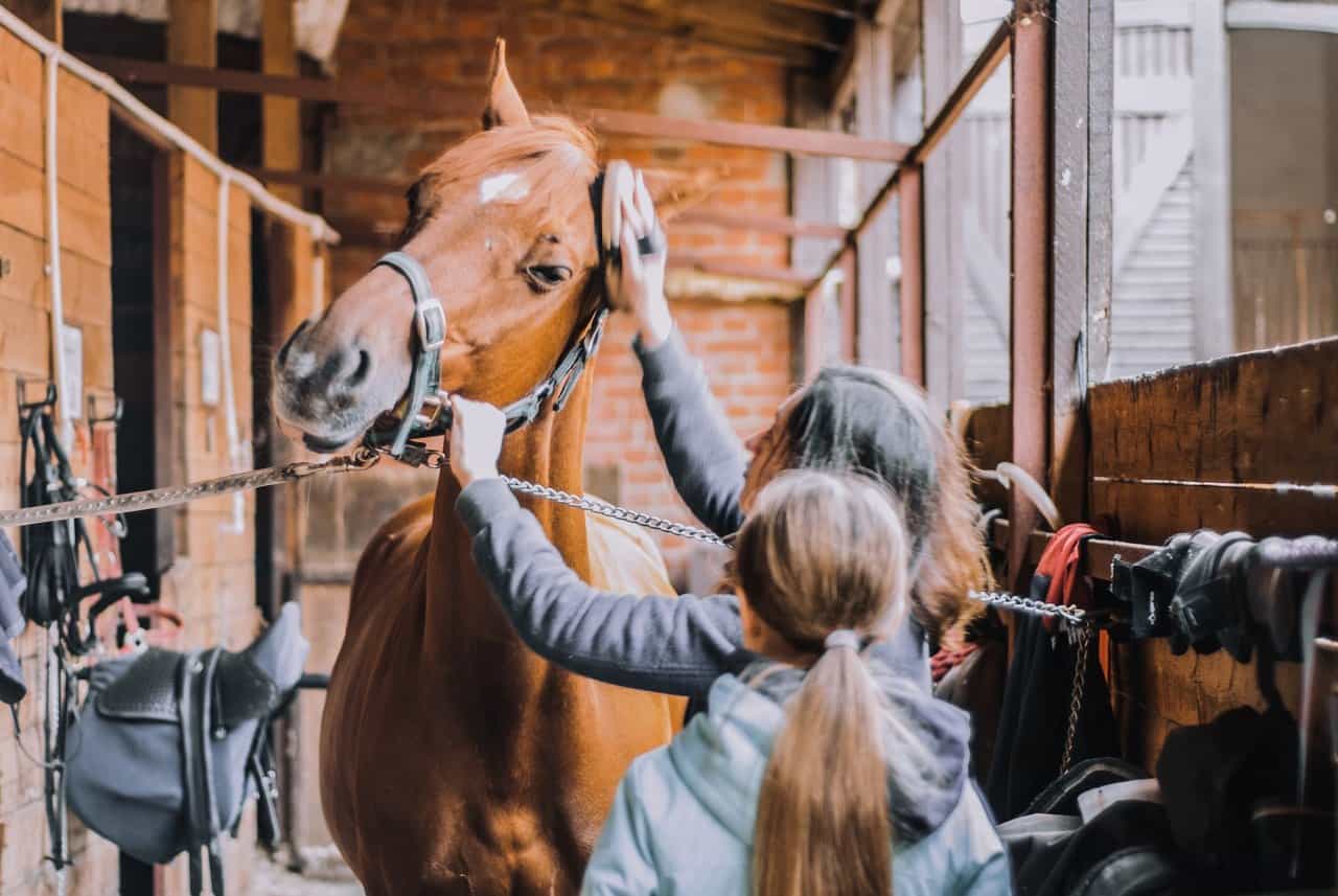 Horse Riding – Grooming