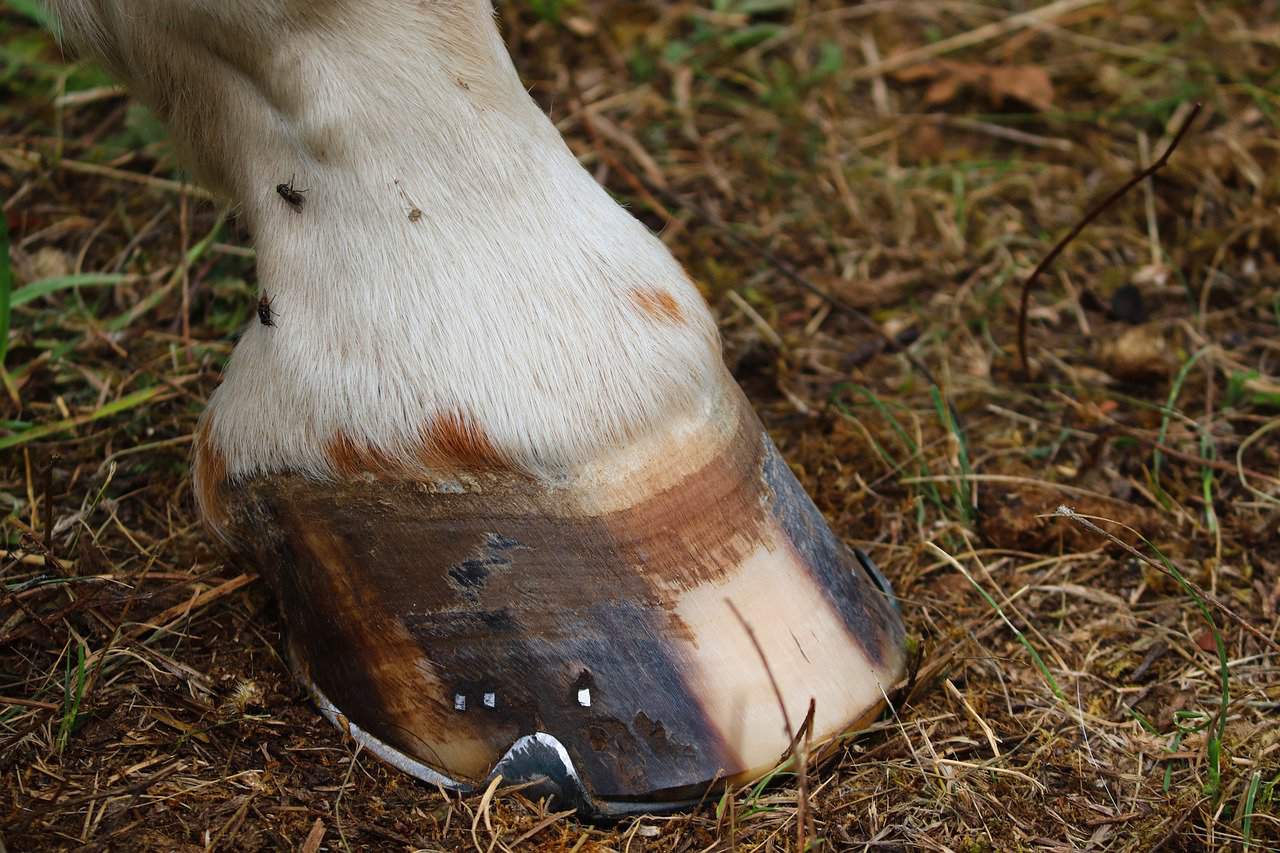 Horse Shoes – Should it