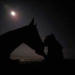 Horse Trust at Night