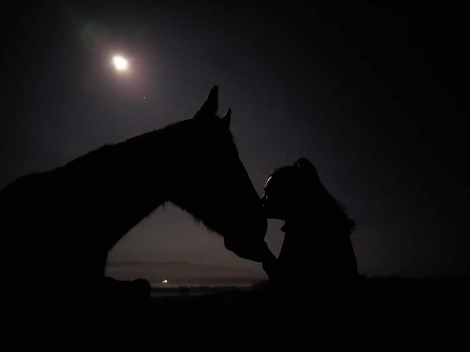Horse Trust at Night