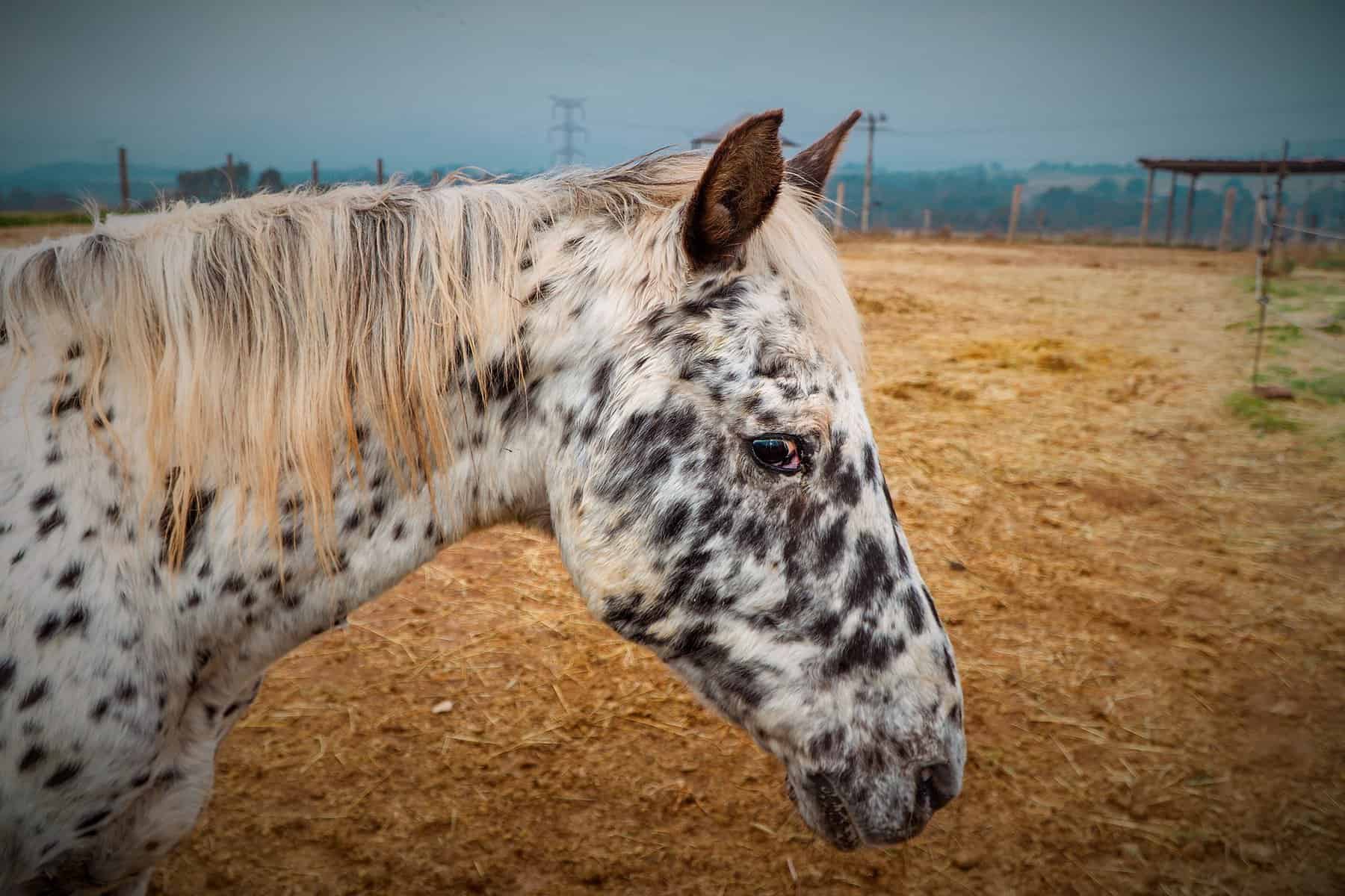 Leopard-spotted horse