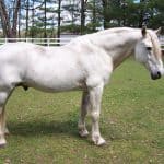 Missouri Fox Trotter Horse White