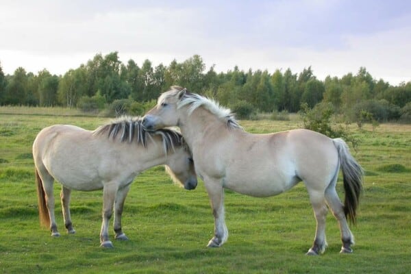 Fjord Horses: Breed Profile, Facts, Photos and More