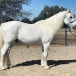 Percheron White Horse