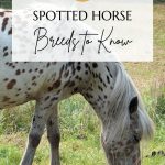 Spotted Horse Breeds Pin