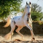 Spotted Marwari Horse