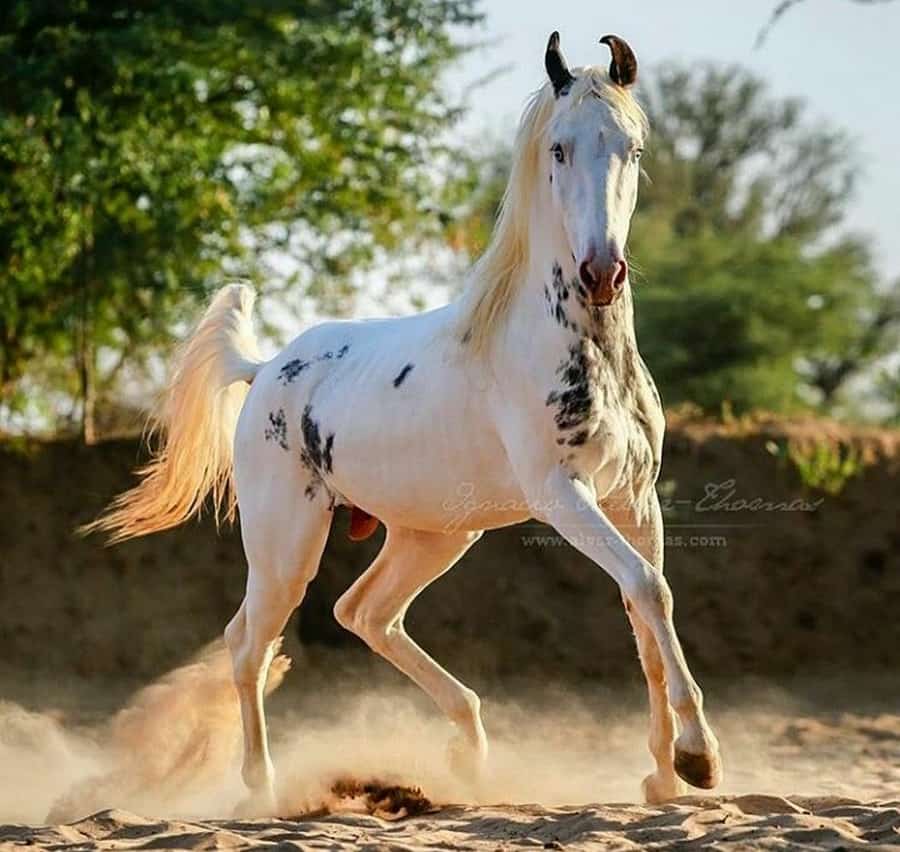 Spotted Marwari Horse