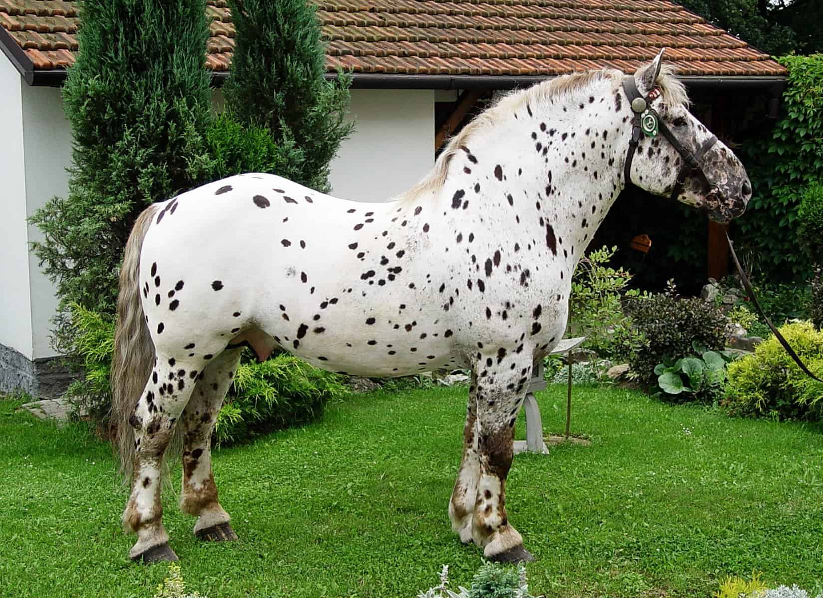 Spotted Noriker horse