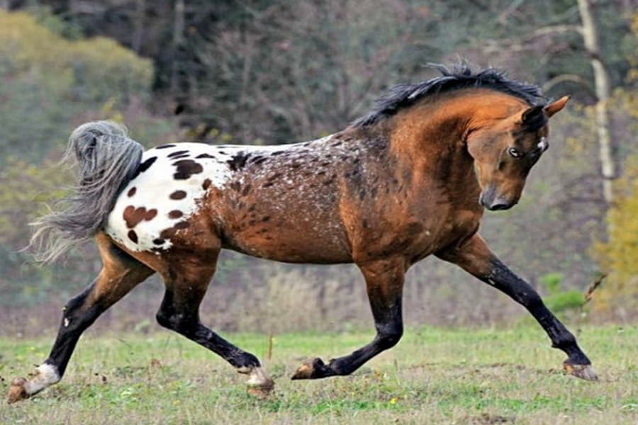 Spotted Tiger Horse