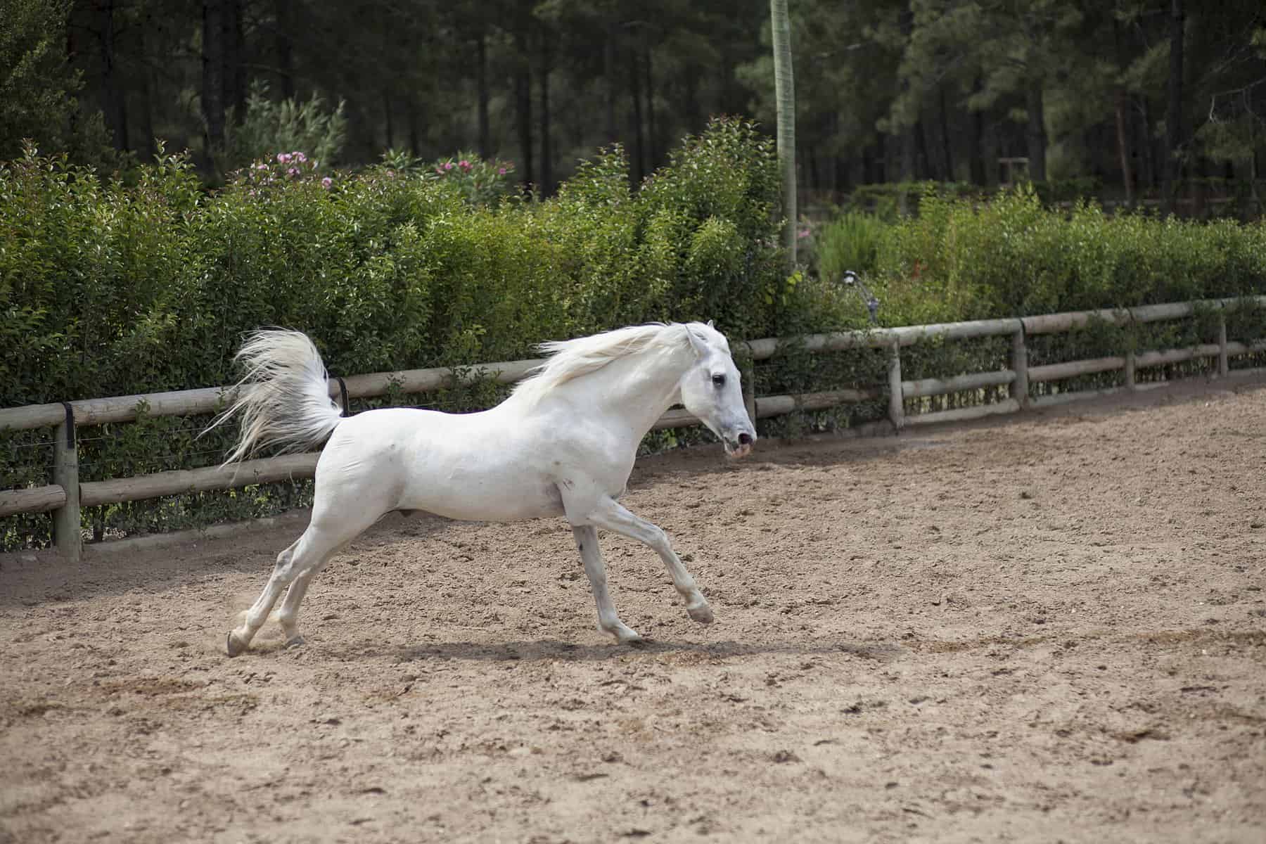 Thoroughbred white horse