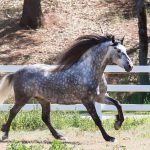 Warlander Horse – Appearance