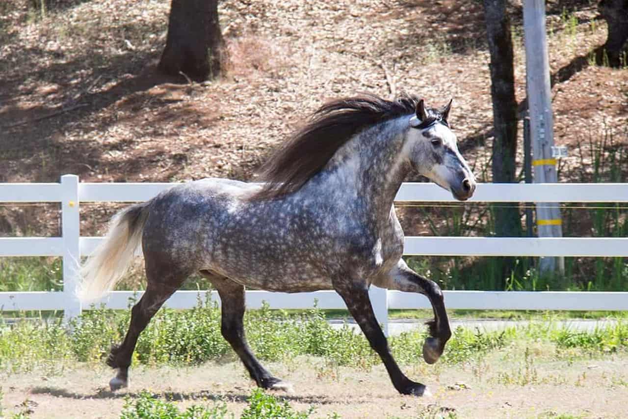 Warlander Horse – Appearance