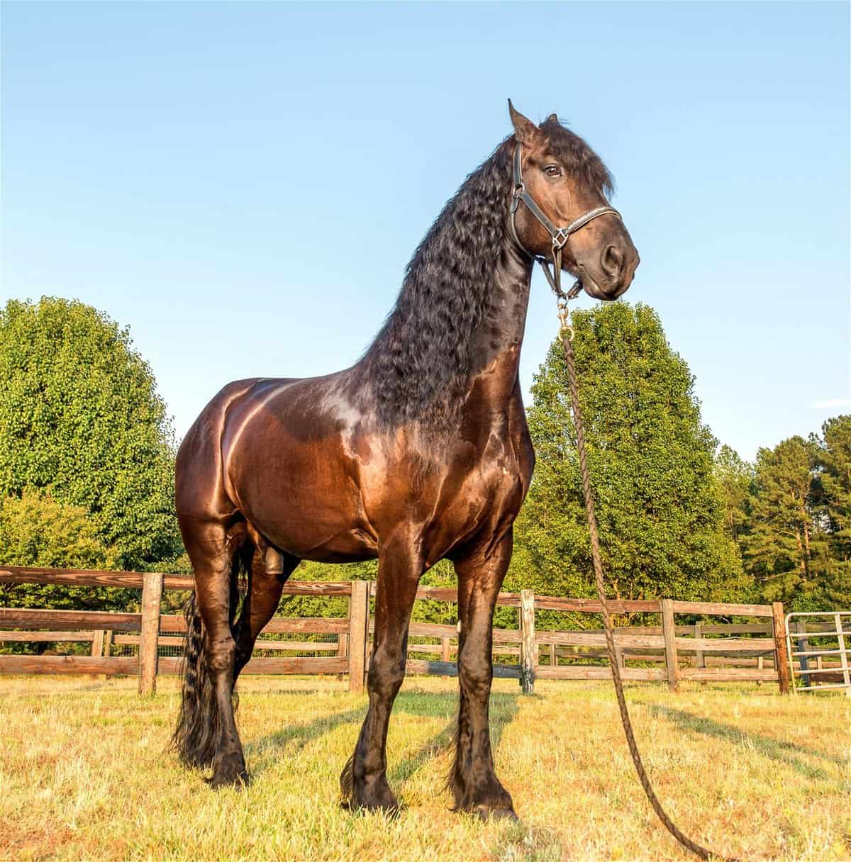 Warlander Horse – Appearances