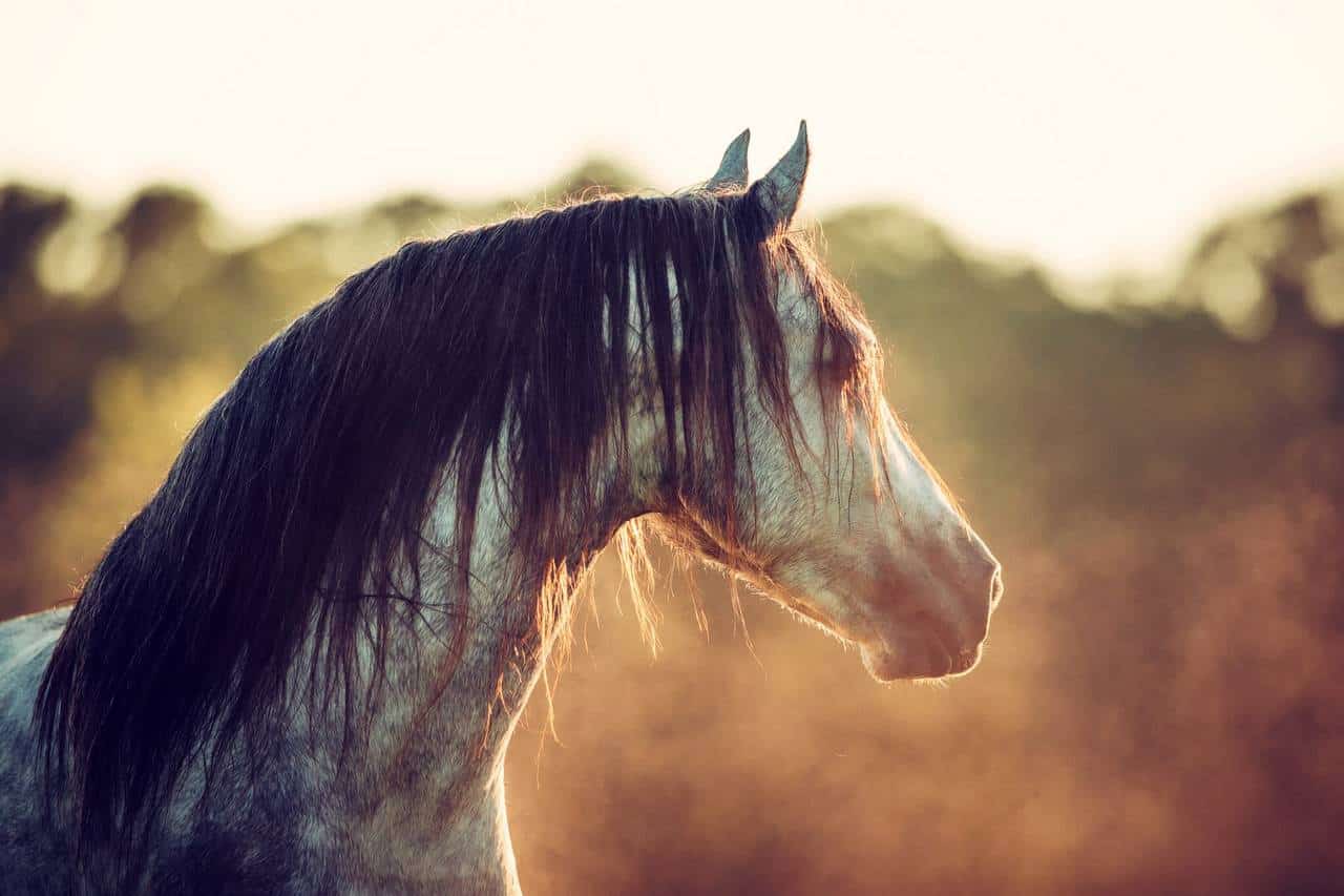 Warlander Horse – Horse Breed