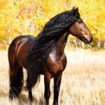 Warlander Horse – Origin