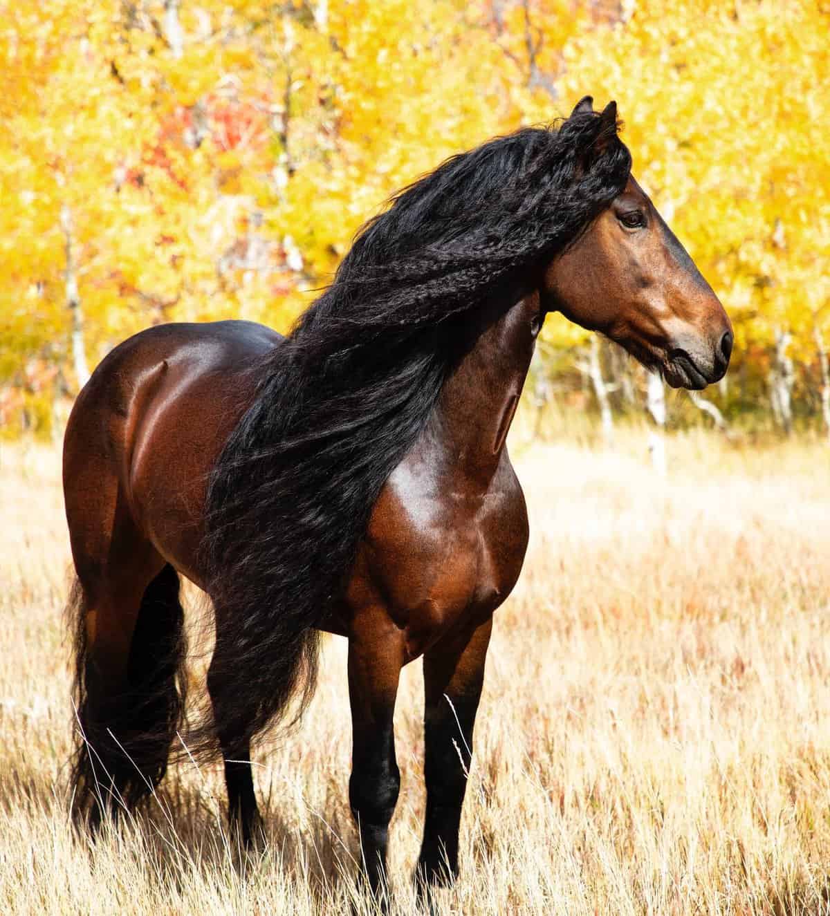 Warlander Horse – Origin