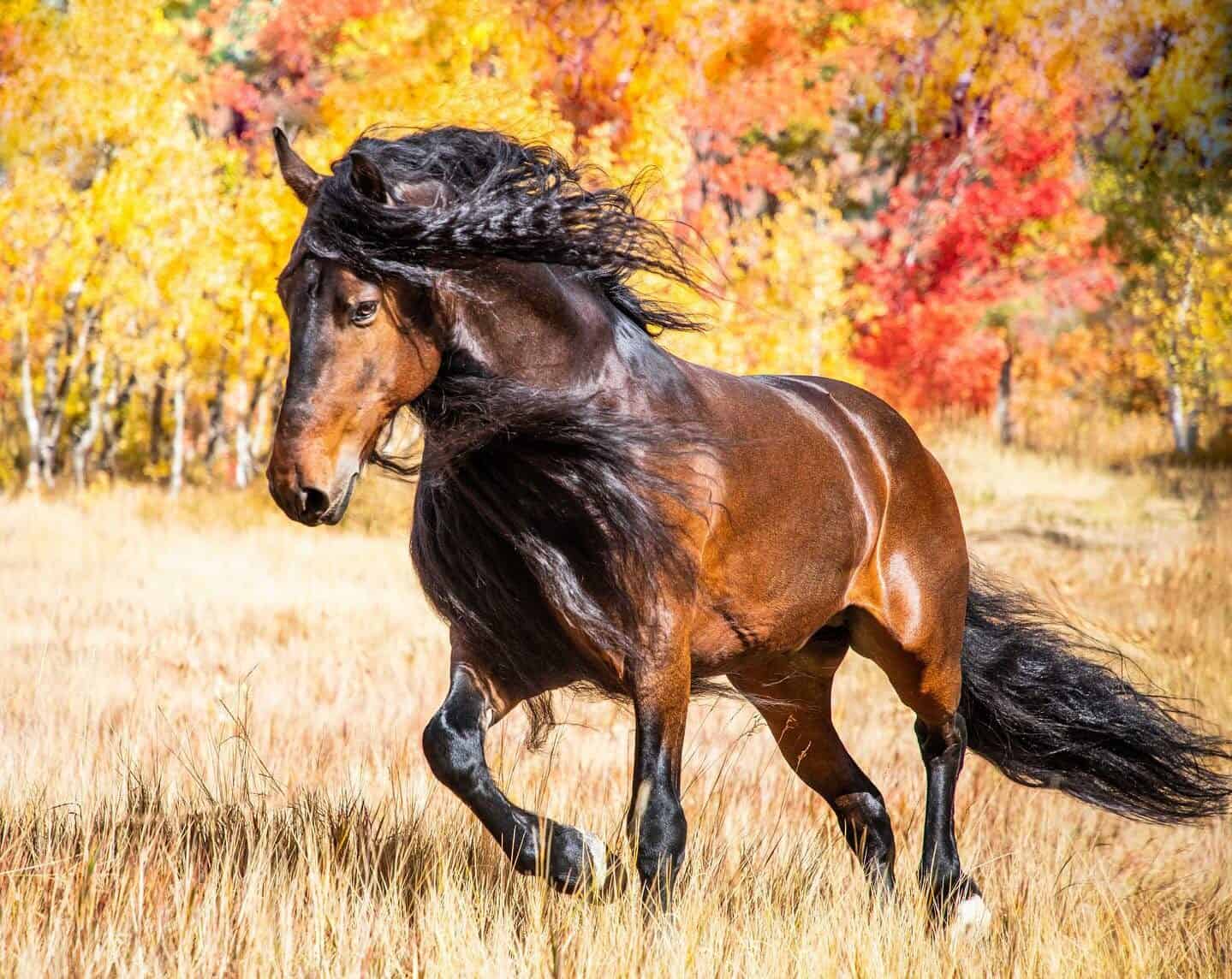 Warlander Horse – Origins