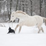 What Makes a Horse White
