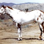 White American Paint Horses