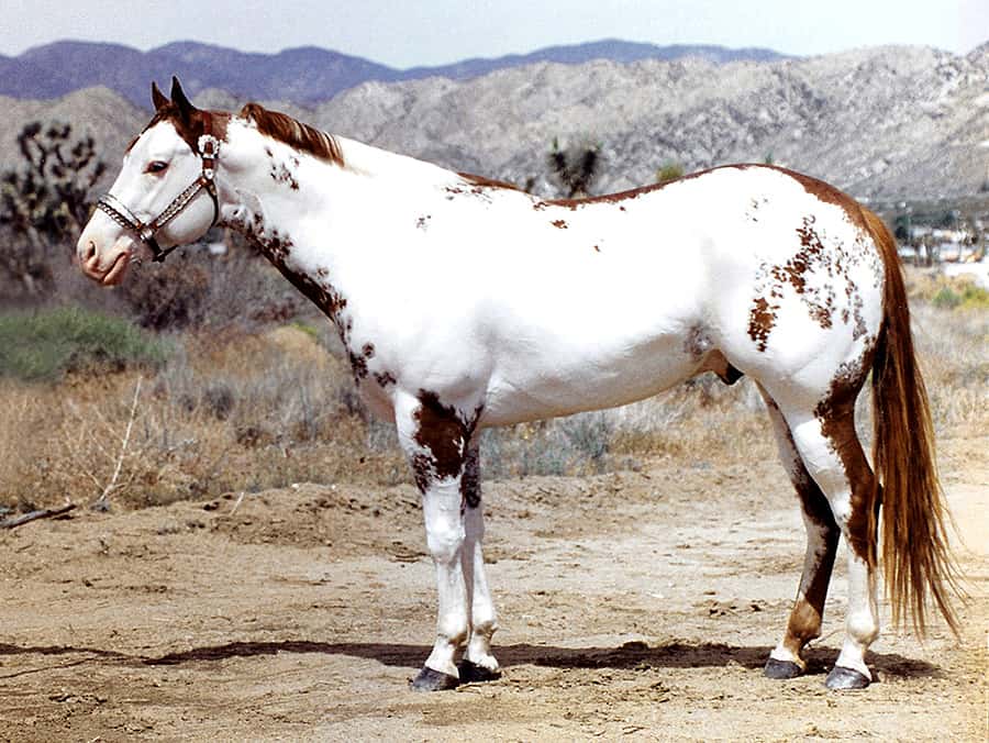 White American Paint Horses