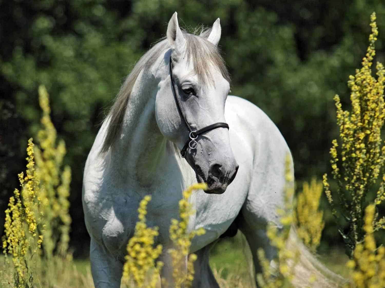 White Azteca Horse