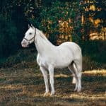 White horse breeds