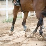 Why do Horses Need Shoes