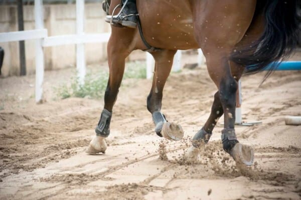 Why do Horses Need Shoes?