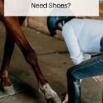 Why do Horses Need Shoes Pin