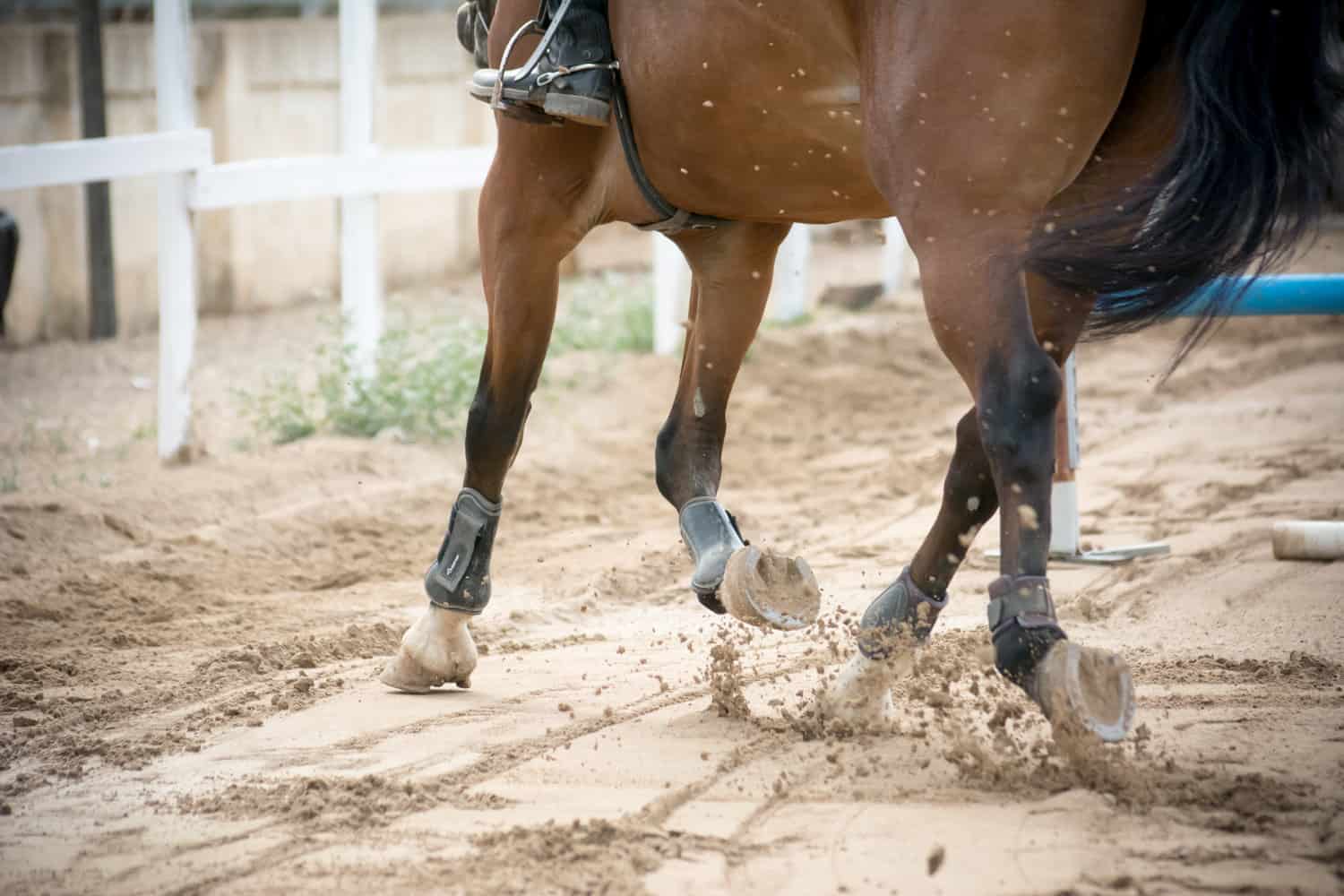 Why do Horses Need Shoes