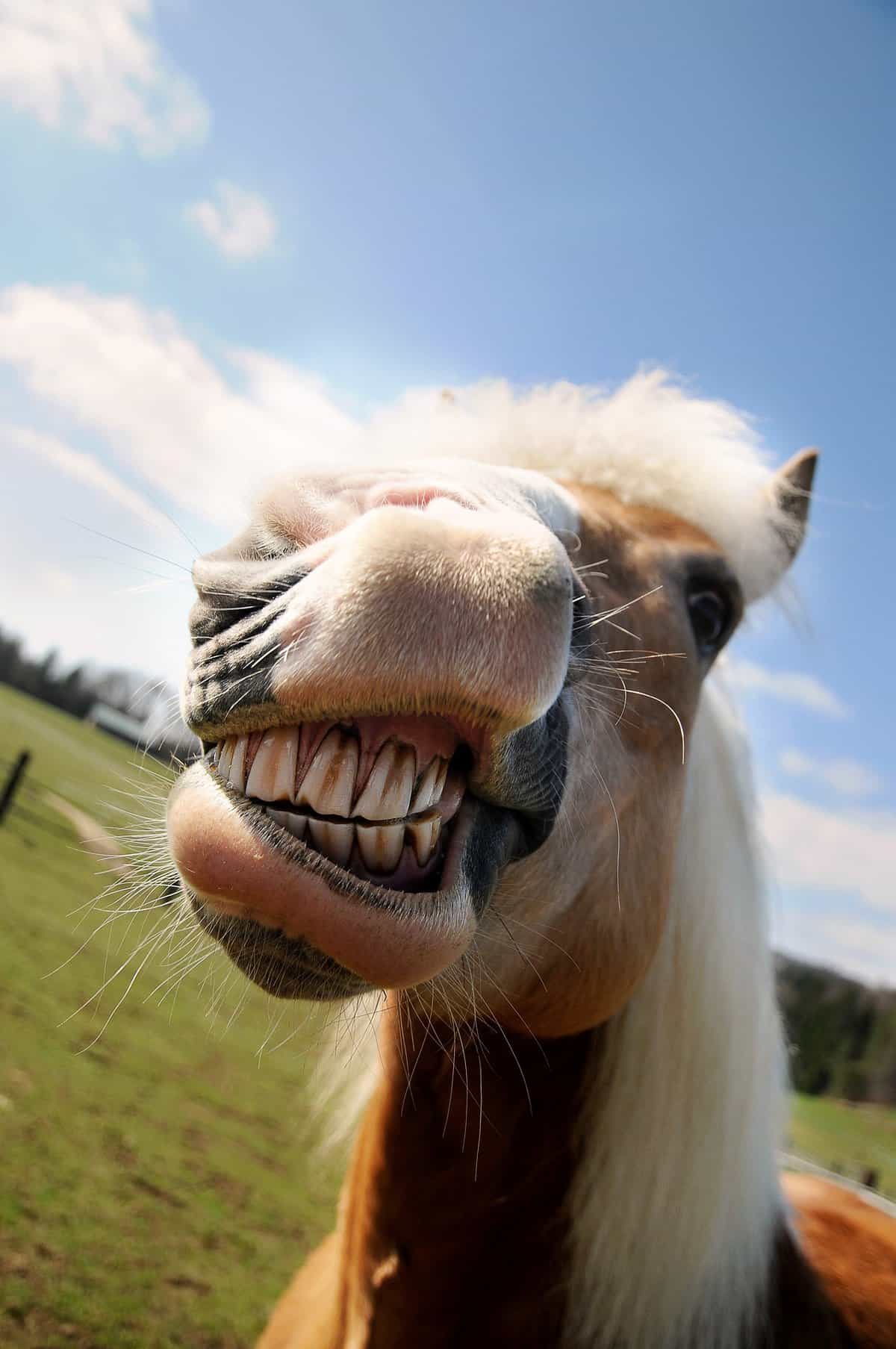Horse Grinding Teeth