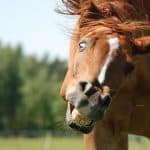 Horse with Curled Upper Lip